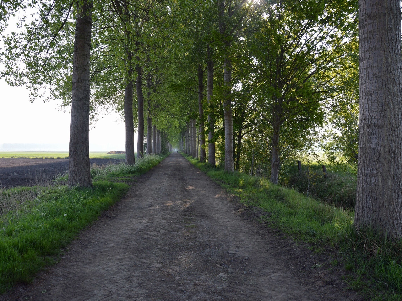 Estrada de terra