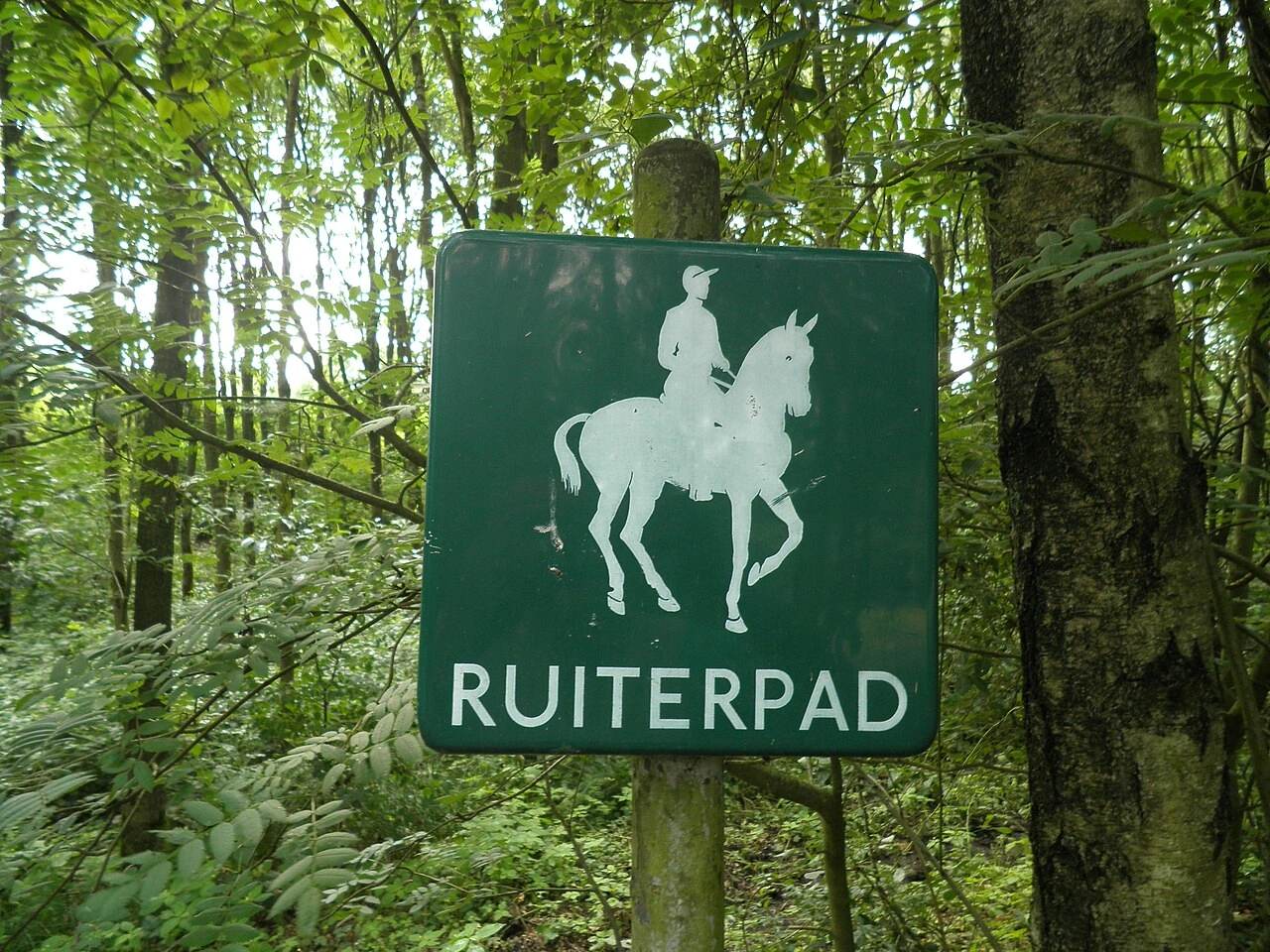 Percurso equestre