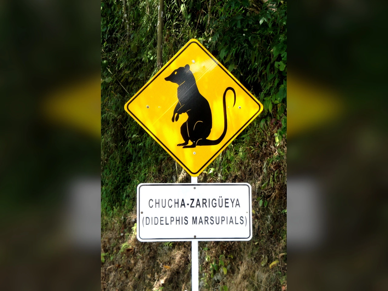 Crossing animals