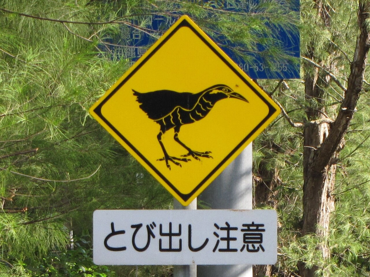 動物横断