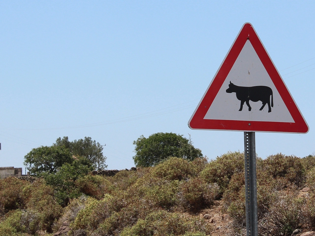 Wild- oder Viehwechsel