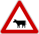 Aviso de gado na faixa de rodagem.