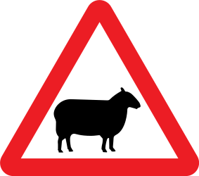 Aviso de ovelhas na faixa de rodagem.